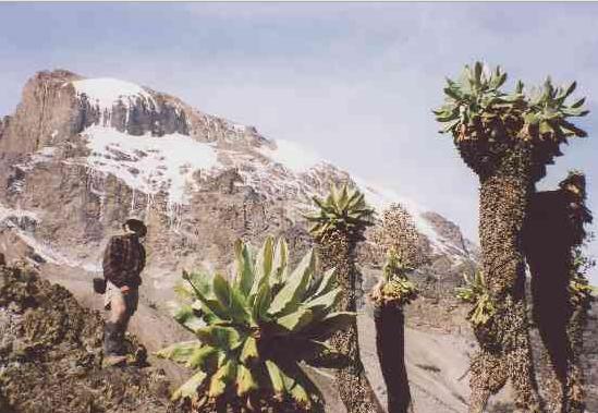Martin Lanley successful climb Mount Kilimanjaro